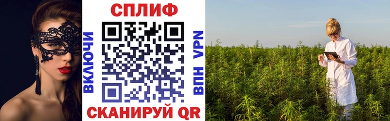 Канабис сатива  Углич 